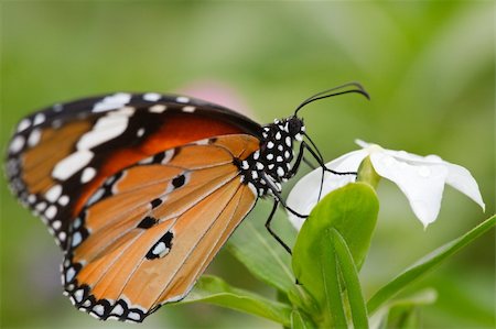 simsearch:400-07674888,k - the butterfly fall on the flower in a garden outdoor. Fotografie stock - Microstock e Abbonamento, Codice: 400-04772072