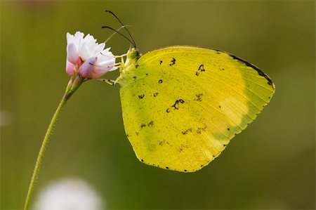 simsearch:400-07674888,k - the butterfly fall on the flower in a garden outdoor. Fotografie stock - Microstock e Abbonamento, Codice: 400-04772073