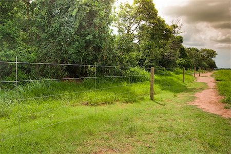 simsearch:628-05817935,k - Fence between forest and cattle farm in northwestern Paraná State, southern Brazil. Foto de stock - Super Valor sin royalties y Suscripción, Código: 400-04772272