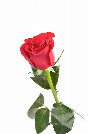 single red rose bud - red rose flower isolated on a white Stock Photo - Budget Royalty-Free & Subscription, Code: 400-04772484