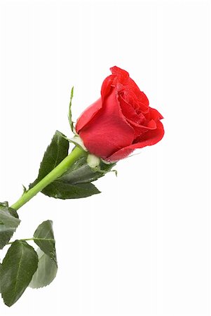 single red rose bud - red rose flower isolated on a white Stock Photo - Budget Royalty-Free & Subscription, Code: 400-04772485