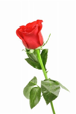 single red rose bud - red rose flower isolated on a white Stock Photo - Budget Royalty-Free & Subscription, Code: 400-04772486