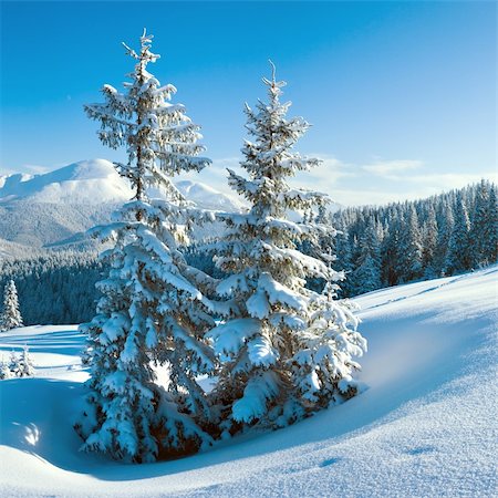 simsearch:400-04639977,k - Morning winter calm mountain landscape with fir trees on slope (Goverla Mount, Carpathian Mountains, Ukraine). Two shots stitch image, square proportions. Photographie de stock - Aubaine LD & Abonnement, Code: 400-04772570