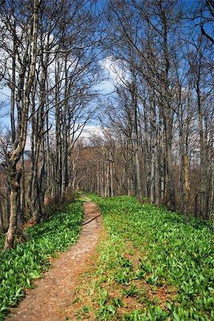 simsearch:400-08348471,k - Narrow lane among the waking forest vegetation in early spring Stockbilder - Microstock & Abonnement, Bildnummer: 400-04772806