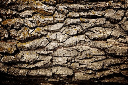 Texture - a bark of an old oak Stock Photo - Budget Royalty-Free & Subscription, Code: 400-04772837