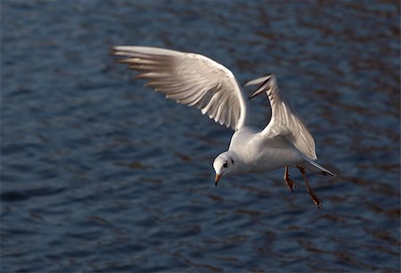 Shot of the flying gull - laughing gull Photographie de stock - Aubaine LD & Abonnement, Code: 400-04772948