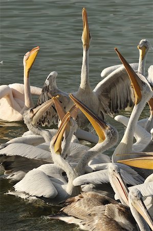 simsearch:400-07667421,k - Dalmatian pelicans fight for food Fotografie stock - Microstock e Abbonamento, Codice: 400-04773099