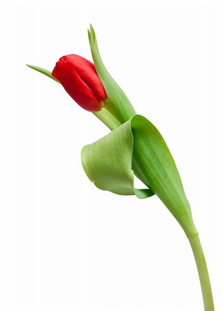 simsearch:400-04340566,k - one red tulip siolated on white Photographie de stock - Aubaine LD & Abonnement, Code: 400-04773174