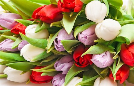 simsearch:400-04340566,k - beautiful bouquet of tulips, different colors Stockbilder - Microstock & Abonnement, Bildnummer: 400-04773173