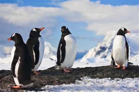 simsearch:400-07327265,k - penguins dreaming sitting on a rock in Antarctica, mountains in the background Photographie de stock - Aubaine LD & Abonnement, Code: 400-04773210