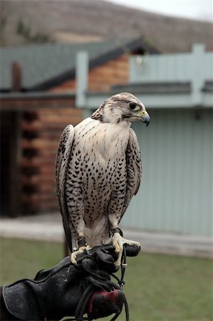 a falcon perched on its trainers hand Stock Photo - Budget Royalty-Free & Subscription, Code: 400-04773434