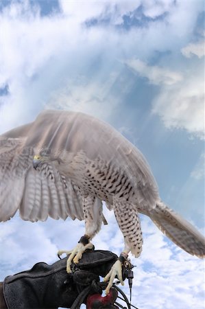 peregrine - a falcon landing on its trainers hand with a cloudy background Stock Photo - Budget Royalty-Free & Subscription, Code: 400-04773433