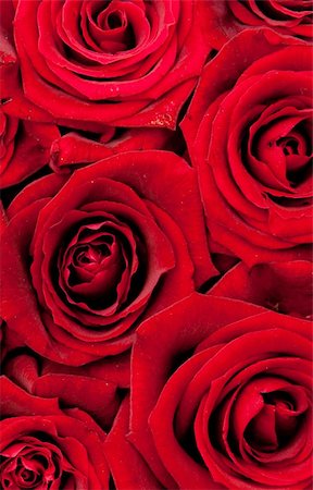 simsearch:400-03974303,k - beautiful red roses, background texture Photographie de stock - Aubaine LD & Abonnement, Code: 400-04773493