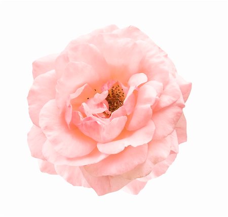 sherjaca (artist) - isolated pale pink rose symbol of love  affection and romance Fotografie stock - Microstock e Abbonamento, Codice: 400-04773616