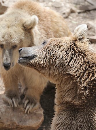 simsearch:400-04269229,k - Syrian bear with light fur at the zoo Foto de stock - Royalty-Free Super Valor e Assinatura, Número: 400-04773655