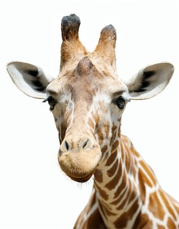 simsearch:400-04269229,k - Giraffe at the zoo, head close-ups isolated. Foto de stock - Royalty-Free Super Valor e Assinatura, Número: 400-04773657