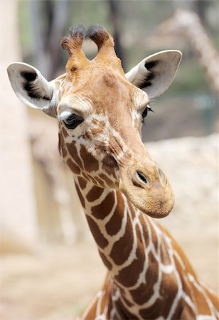 simsearch:400-04269229,k - Giraffe at the zoo, head close-ups. Foto de stock - Royalty-Free Super Valor e Assinatura, Número: 400-04773659