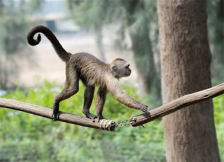 simsearch:400-04269229,k - A monkey in a zoo, game and asking for food. Foto de stock - Royalty-Free Super Valor e Assinatura, Número: 400-04773652