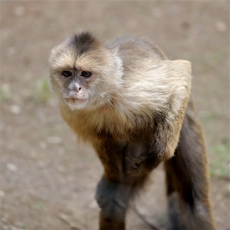 simsearch:400-04269229,k - A monkey in a zoo, game and asking for food. Foto de stock - Royalty-Free Super Valor e Assinatura, Número: 400-04773664