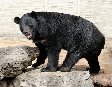 simsearch:400-04269229,k - Large bear with black fur at the zoo. Foto de stock - Royalty-Free Super Valor e Assinatura, Número: 400-04773670