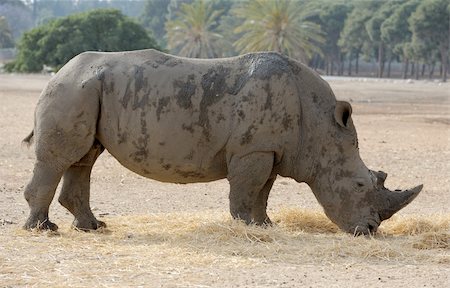 simsearch:400-04269229,k - Thick-skinned and big, white rhinoceros in a zoo. Foto de stock - Royalty-Free Super Valor e Assinatura, Número: 400-04773673