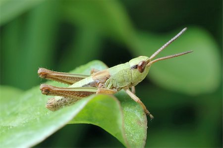 simsearch:400-04282037,k - Tiny grasshopper in the grass in a meadow Stock Photo - Budget Royalty-Free & Subscription, Code: 400-04773714