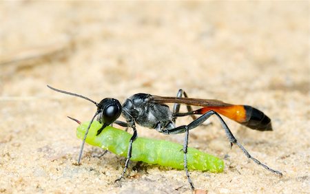 The wasp Ammophila sabulosa with prey, paralyzed caterpillar. Stock Photo - Budget Royalty-Free & Subscription, Code: 400-04773735