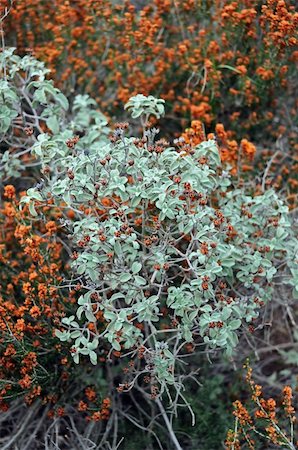 sage flower - Wild sage herb plant growing in a forest. Foto de stock - Super Valor sin royalties y Suscripción, Código: 400-04773771