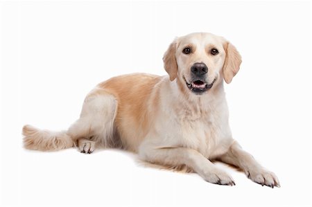simsearch:400-08314976,k - Labrador Retriever isolated on a white background Stock Photo - Budget Royalty-Free & Subscription, Code: 400-04773834