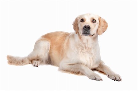 simsearch:400-08314976,k - Labrador Retriever isolated on a white background Stock Photo - Budget Royalty-Free & Subscription, Code: 400-04773835