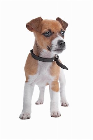 simsearch:400-05713947,k - Jack Russel Terrier puppy isolated on a white background Stock Photo - Budget Royalty-Free & Subscription, Code: 400-04773830