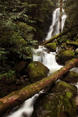 A stream rushes through through the lush green forest. Foto de stock - Super Valor sin royalties y Suscripción, Código: 400-04784107
