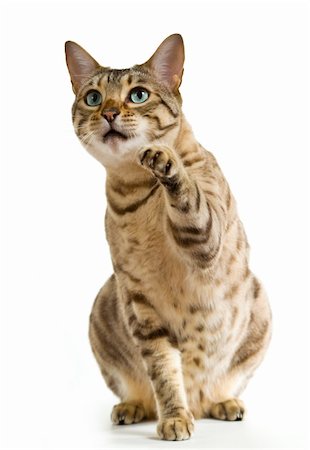 simsearch:400-07720090,k - Young bengal cat or kitten clawing at the air while looking upwards towards some food Foto de stock - Super Valor sin royalties y Suscripción, Código: 400-04784128