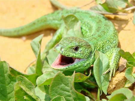 The green lizard defends having opened a mouth close up Photographie de stock - Aubaine LD & Abonnement, Code: 400-04784121