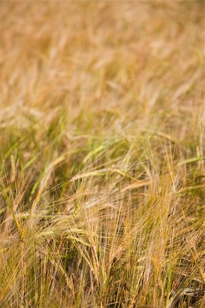 simsearch:400-04738350,k - the Wheaten field  of the meadow. Photographie de stock - Aubaine LD & Abonnement, Code: 400-04784136