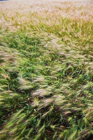 simsearch:400-04738350,k - the Wheaten field  of the meadow. Photographie de stock - Aubaine LD & Abonnement, Code: 400-04784137