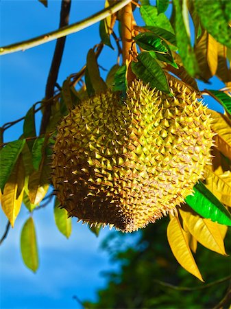 simsearch:400-03963853,k - Tripical fruit durian on the tree. Vietnam Stock Photo - Budget Royalty-Free & Subscription, Code: 400-04784317