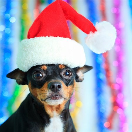 snow glare - Toy terrier dog in a Santa's hat Photographie de stock - Aubaine LD & Abonnement, Code: 400-04784436