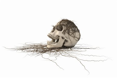 human skull with a trailing vine. with clipping path. Stock Photo - Budget Royalty-Free & Subscription, Code: 400-04784624