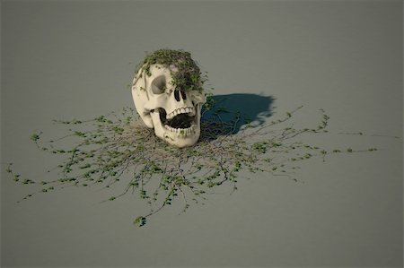 human skull with a trailing vine. with clipping path. Stock Photo - Budget Royalty-Free & Subscription, Code: 400-04784622