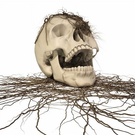 human skull with a trailing vine. with clipping path. Stock Photo - Budget Royalty-Free & Subscription, Code: 400-04784623