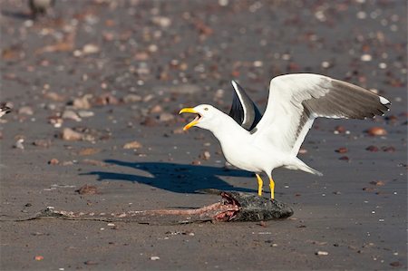 simsearch:400-06071483,k - A seagull searching for its' food Photographie de stock - Aubaine LD & Abonnement, Code: 400-04784646