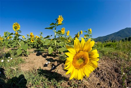 simsearch:400-04742969,k - Gorgeous Sunflowers Field in the Tuscan Countryside, Italy Stockbilder - Microstock & Abonnement, Bildnummer: 400-04784682