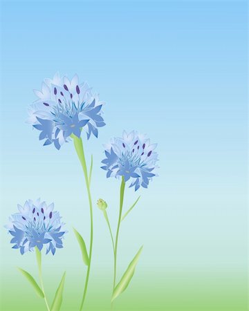 simsearch:400-04785692,k - an illustration of three cornflowers in a meadow in summer Fotografie stock - Microstock e Abbonamento, Codice: 400-04784856