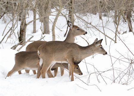 Whitetail deer doe standing in winter snow with two yearlings. Foto de stock - Super Valor sin royalties y Suscripción, Código: 400-04784865