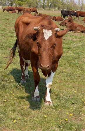 simsearch:400-04400961,k - Cow on green meadow looking at camera Stockbilder - Microstock & Abonnement, Bildnummer: 400-04785049