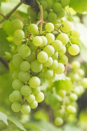 simsearch:625-00804551,k - Bunch of white grapes Stock Photo - Budget Royalty-Free & Subscription, Code: 400-04785066