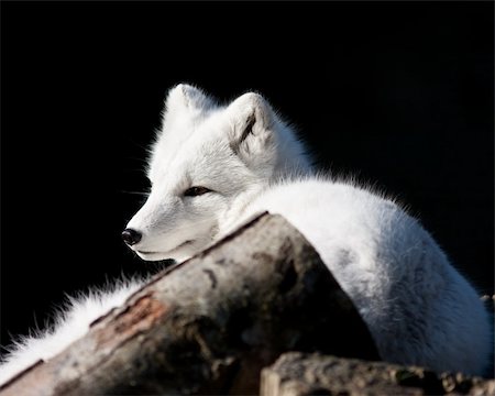 Arctic fox during fall Stock Photo - Budget Royalty-Free & Subscription, Code: 400-04785111