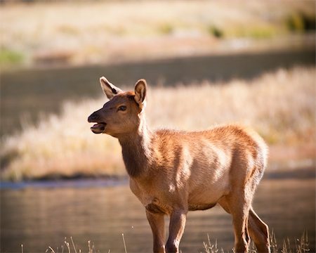 simsearch:400-05013206,k - Clf elk during the fall season Stock Photo - Budget Royalty-Free & Subscription, Code: 400-04785122