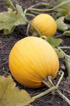 simsearch:400-07828867,k - Ripe yellow pumpkins growing Photographie de stock - Aubaine LD & Abonnement, Code: 400-04785157
